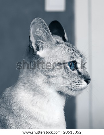 stock photo : Close-up portrait of purebred tabby-point siamese cat with 