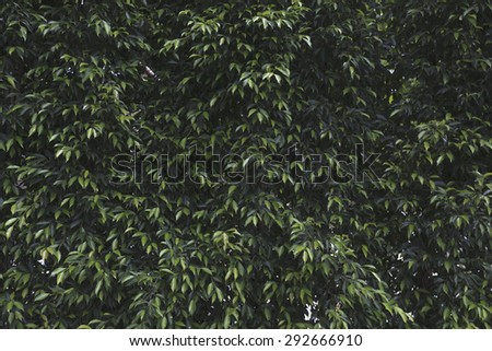 Green leaves wall background texture with shade shadow and Lighting.