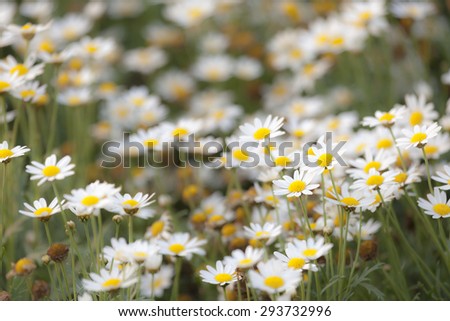 Close up to Little white Daisy blowing in the wind motion blur in garden.