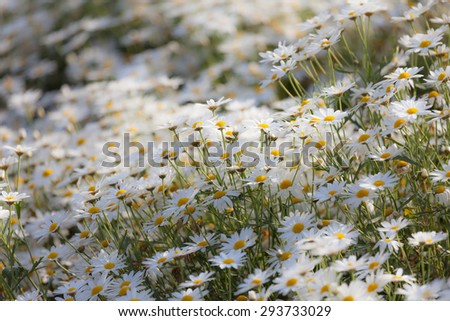 Close up to Little white Daisy blowing in the wind motion blur in garden.