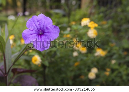 Close-up on Purple Balloon flower in garden.