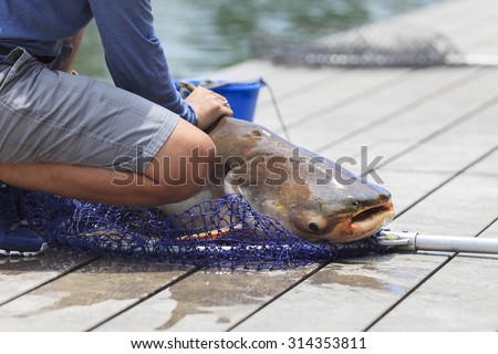Fisherman caught a giant catfish. -(Selective focus)