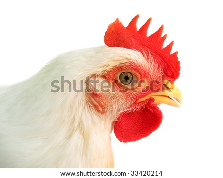 White Chicken Pictures