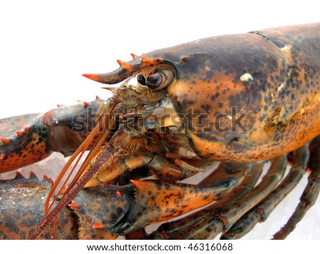 lobster close up
