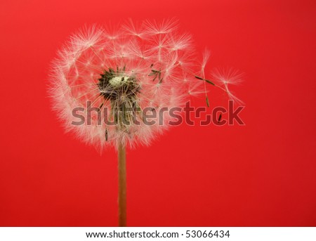 Dandelion blowing flying seeds