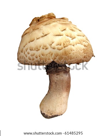 Prince Mushrooms