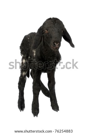 Black Baby Lamb