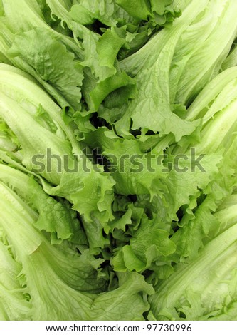 Lettuce crisp full frame vertical