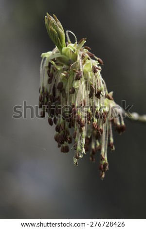 Spring flowers of the Box Elder (Acer negundo) tree, which is also called ash-leaf maple