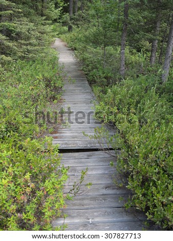 A boardwalk for hikers runs over a bog and conifer swamp, providing a dry foot path for the travelers.