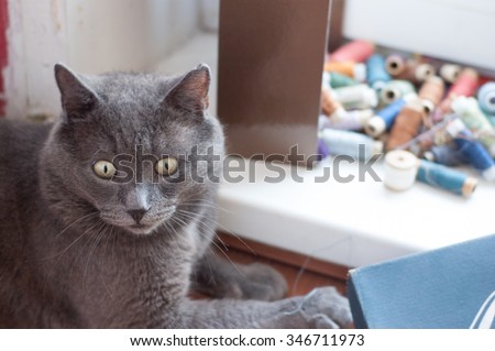 a cat who loves to play with us threads, now can't believe his luck: a surprised cat and thread