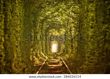 Natural tunnel of love formed by trees in Ukraine