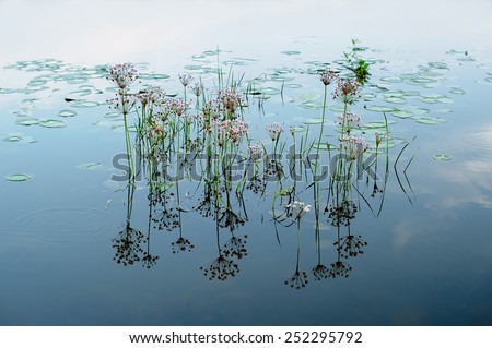 flowers on the water