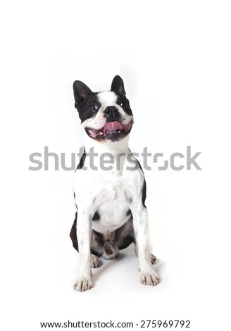Boston terrier on white background smiling , Boston terrier smiling