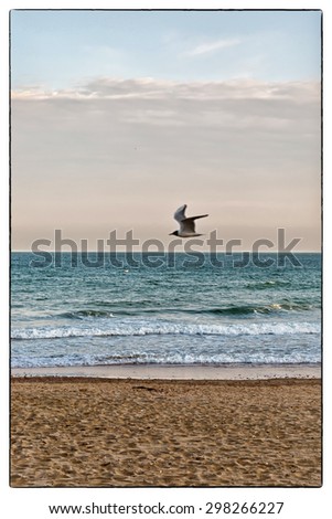 A coloured photo of golden sunset light with a pink tint, of a flying bird in the sky,  with a blue summer sky. With an applied contrast, and added film coated and vintage black border to the image.