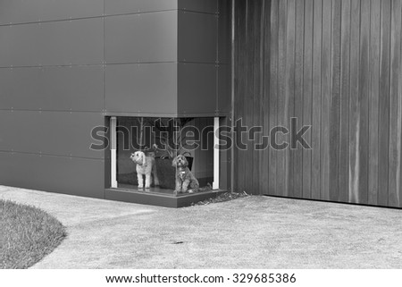 A black and white photograph of a white dog and a brown dog waiting in front of a low window at a house with timber and aluminium cladding, this with a fine art filter