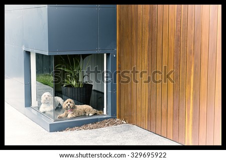 A vintage colour photograph of a white dog and a brown dog waiting in front of a low window at a house with timber and aluminium cladding with a black border