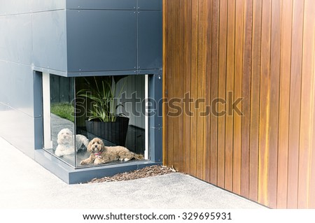 A vintage colour photograph of a white dog and a brown dog waiting in front of a low window at a house with timber and aluminium cladding with a black border