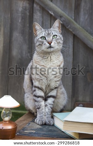 A beautiful tabby cat sitting on a chair near the books and a lamp