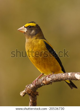 male evening grosbeak