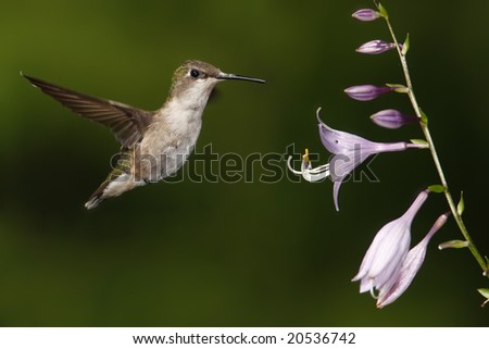 Female ruby-throated hummingbird (Archilochus colubris) hovering over some flowers.