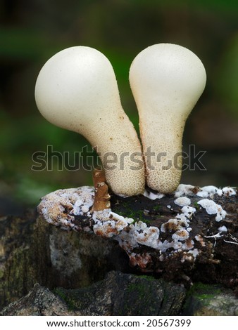 Pear-shaped puffball (Morganella pyriformis) wild mushroom.