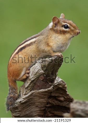 Eastern Chipmunk (Tamias striatus) squirrel posing.