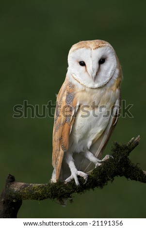 Barn owl posing on branch