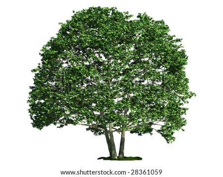 alnus tree
