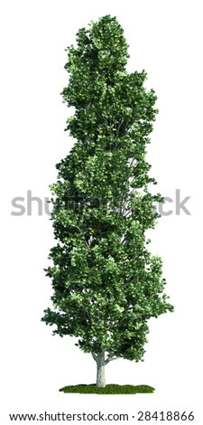 stock-photo-poplar-latin-populus-tree-isolated-against-pure-white-28418866.jpg