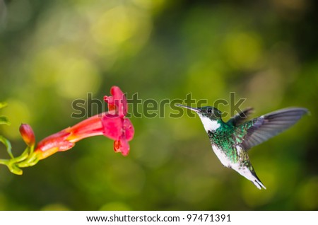 Hummingbird flying and approaching a red flower