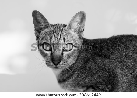 The cat on white background.