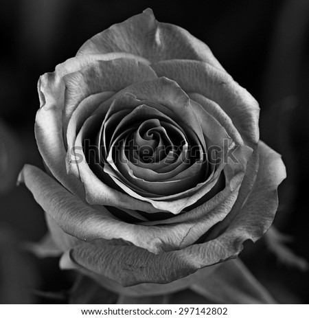 A black and white Rose