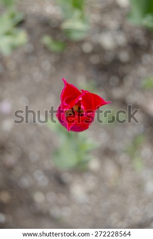 The bloom of  tulip in the garden