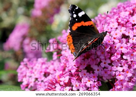 butterfly on a butterfly bush