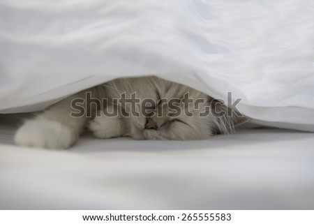 Cute little white kitten sleeps on fur white blanket