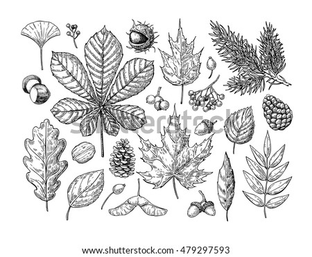 Autumn vector set with leaves, berries, fir cones, nuts, mushrooms and acorns. Detailed forest botanical elements for decoration. Vintage fall seasonal decor. Oak, maple, chestnut leaf drawing.