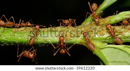 Macro of weaver ants (Oecophylla smaragdina) and larva on a plant. The ants protect the larva to get their honeydew.