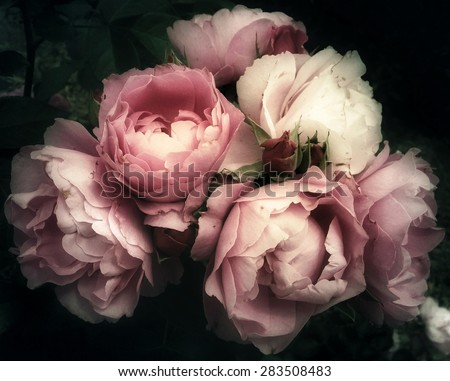 Beautiful bouquet of pink rose flowers on a dark background, soft and romantic filter