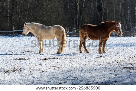 Two horses bask in the bright winter-spring sun, sinking pleasure. Spring is coming