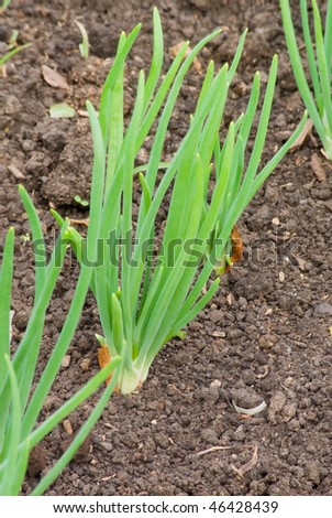 Growing onions
