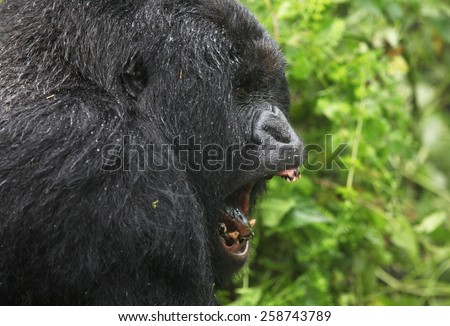 Mountain gorilla, Democratic Republic of Congo, Safari, Wildlife, Monkey, Africa, Jungle