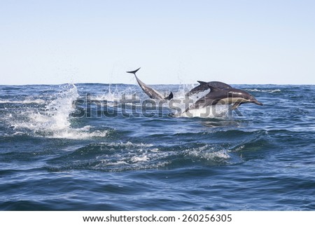 Sardine run, common dolphins, hunting, playing, safari, Africa, Indian Ocean