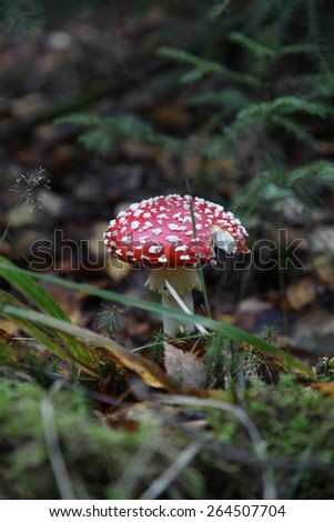 Mushroom, Amanita, Russian nature