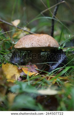 Mushroom, orange-cap boletus, Russian nature