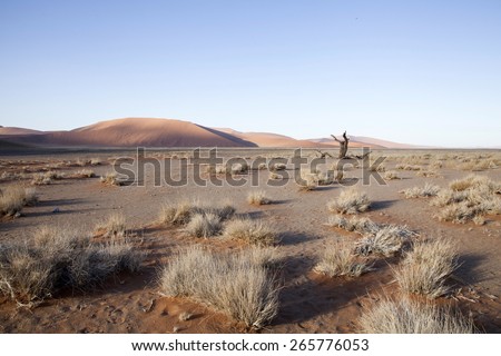 Desert grass, Dunes, Namibia, Namib desert