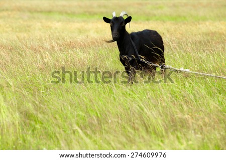 Cute black goat grazing at farmland field