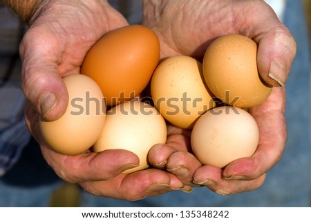 Farmer holds fresh organic eggs laid by free range organically feed Road Island Red chicken hens.