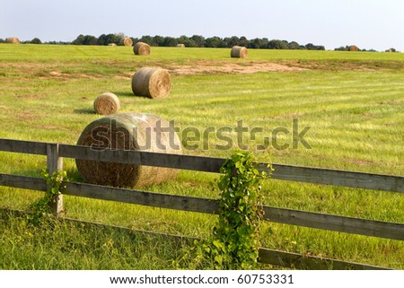 Rolls of hay lay in a field after it has been cut and waits to be hauled to storage.