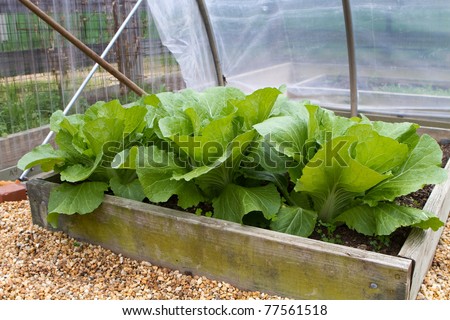 Homegrown leaf lettuce in a wooden above ground box in a backyard garden greenhouse.